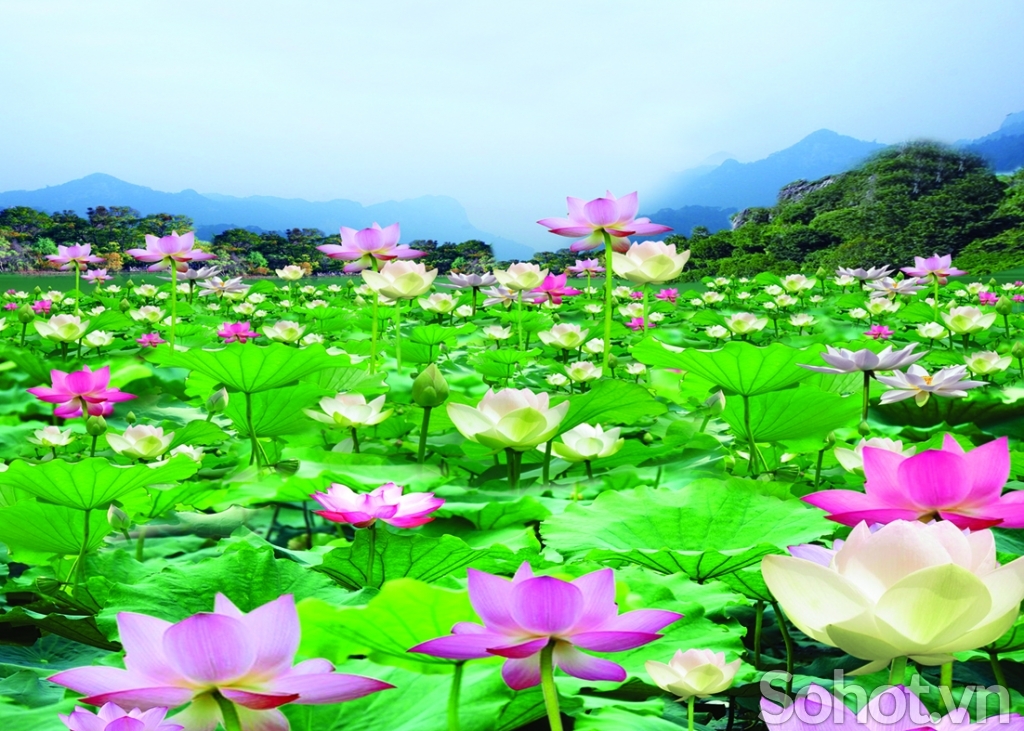 Tranh phong cảnh-Gạch tranh hoa sen - Hà Nội 
