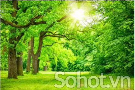 Tranh gạch 3d rừng cây - 653XCV