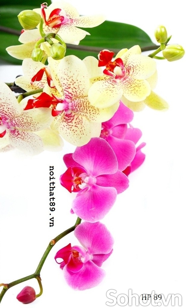 Tranh gạch 3d hoa lan - SXB55