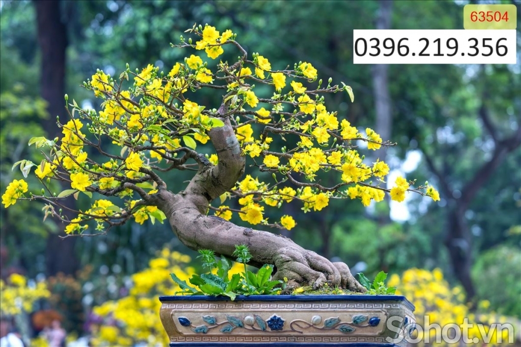 Tranh tứ quý treo tường