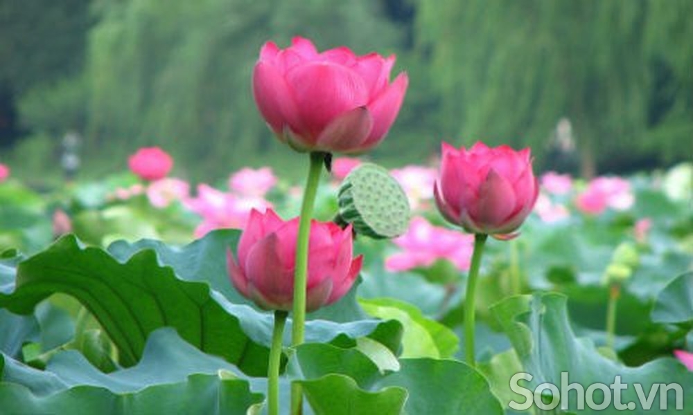 Tranh gạch 3d hoa sen - MCB64