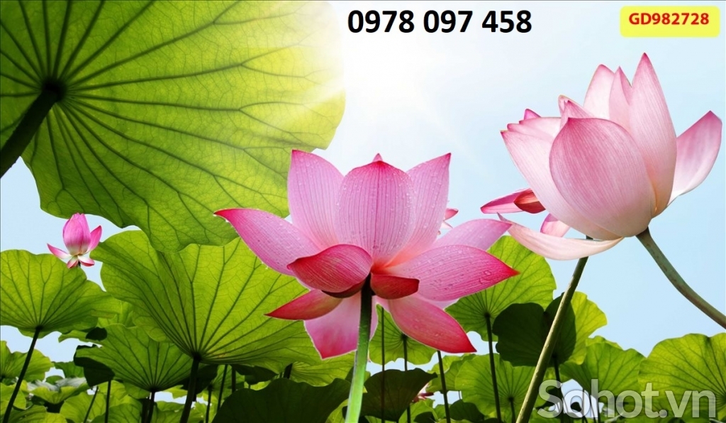 Bức tranh hoa sen - gạch tranh 3D