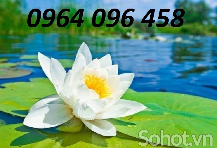 Tranh gạch hoa sen 3d - 0988C