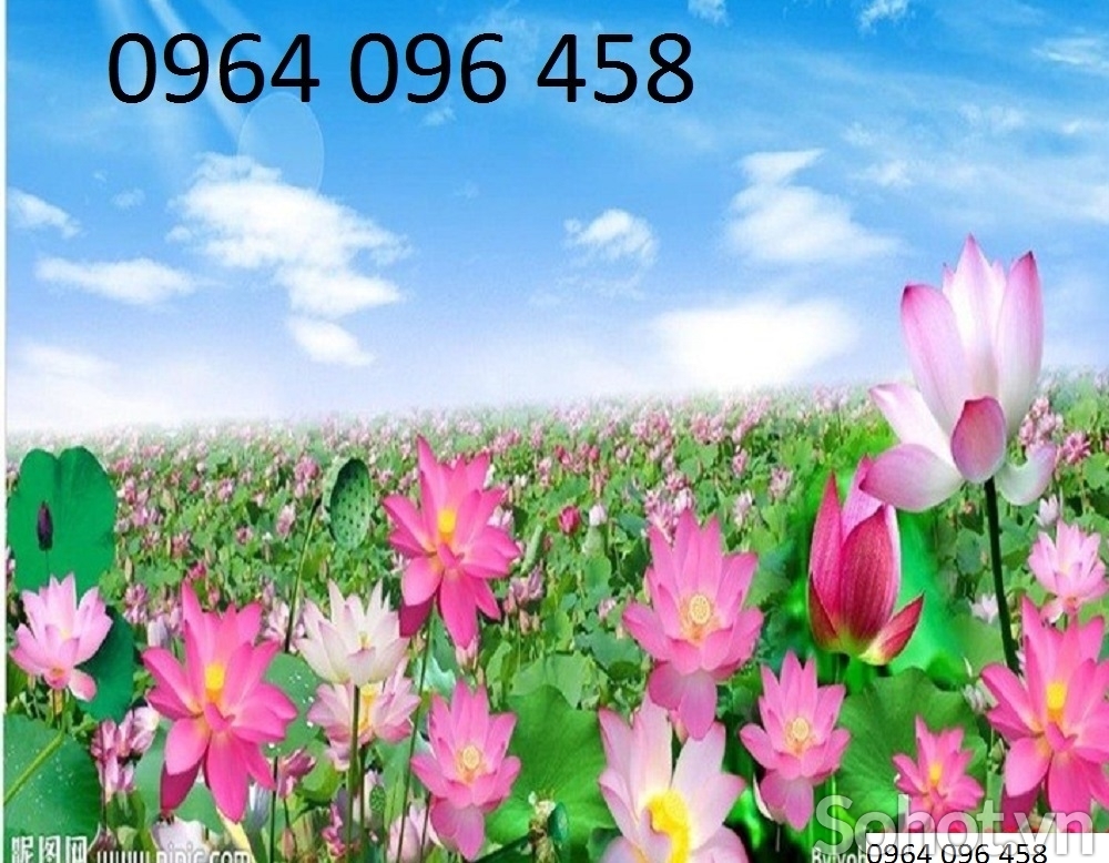 Tranh 3d hoa sen gạch tranh 3d hoa sen 654HG