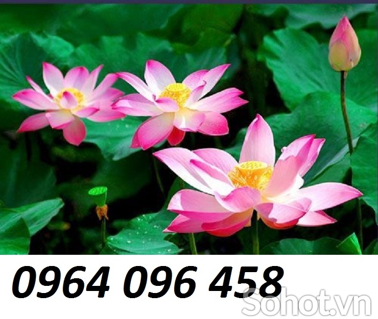 Tranh 3d hoa sen - tranh gạch 3d hoa sen - JNVV6