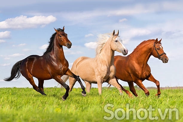 Tranh gạch 3d ốp tường mã đáo thành công - MXVC54