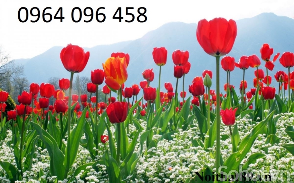 Tranh gạch vườn hoa 3d  - FCV43