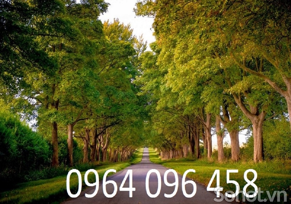 Tranh gạch rừng cây 3d ốp tường - MVC421