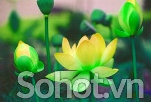Tranh gạch 3d hoa sen vàng - 93XC