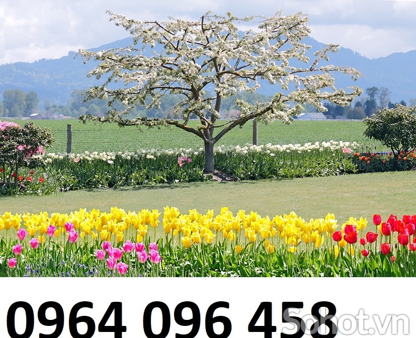 Tranh gạch 3d vườn hoa thiên nhiên - FSZ111