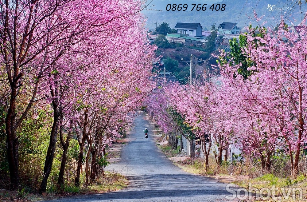 Tranh phong cảnh-Gạch tranh hoa đào