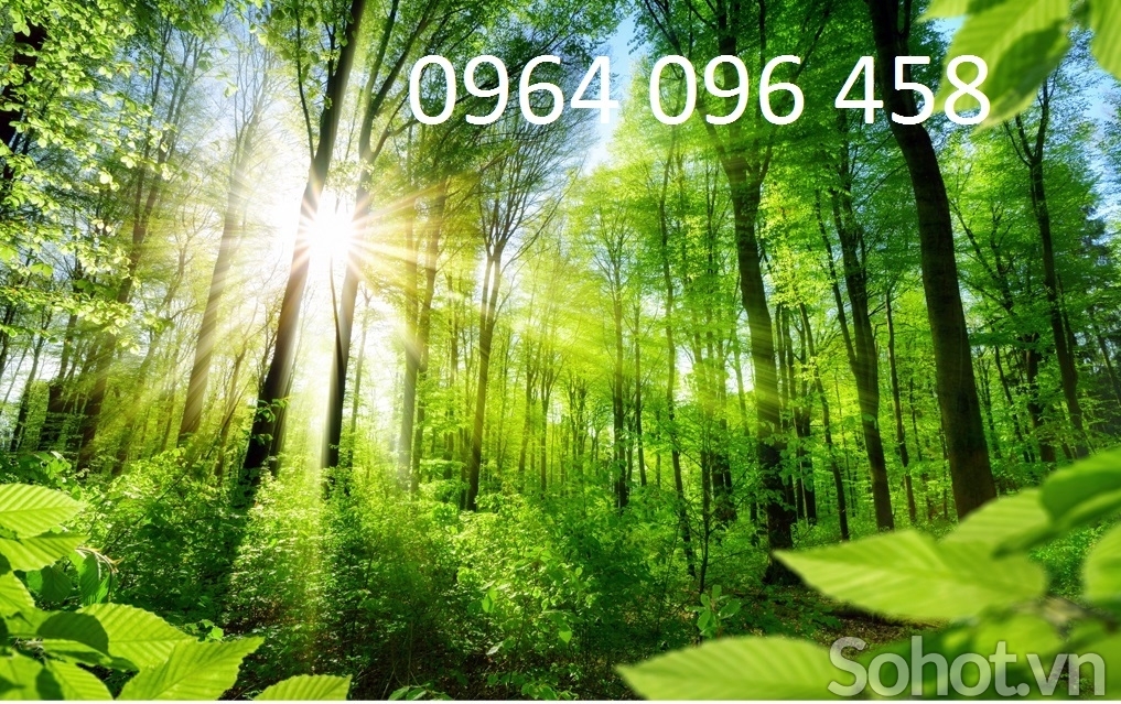 Tranh gạch rừng cây 3d - KNBC6