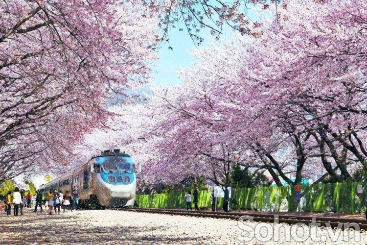 Tranh trang trí phòng khách- gạch tranh vườn hoa