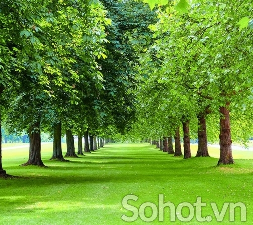 Tranh rừng cây cổ thụ - tranh gạch 3d rừng cây cổ thụ - 532XP
