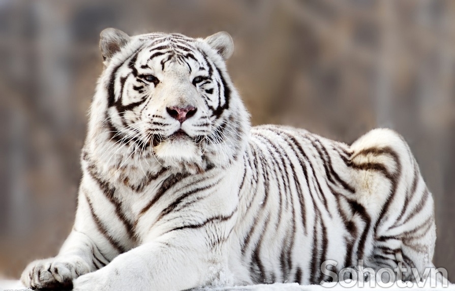 Tranh gạch 3d con hổ - SCBB955