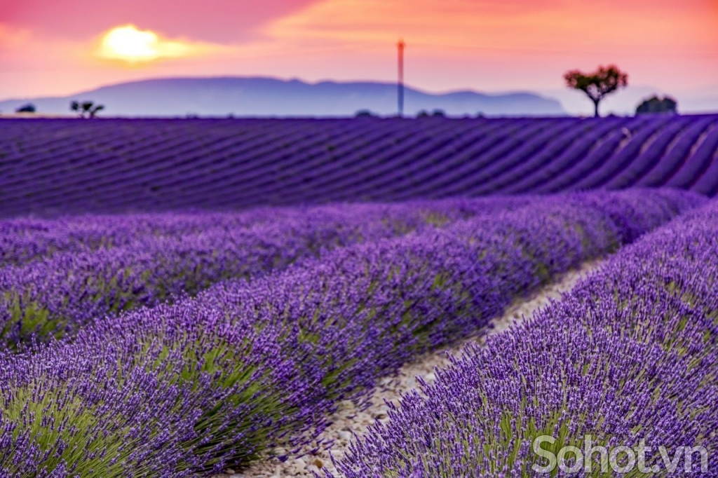 Tranh 3D- Tranh phong cảnh vườn hoa