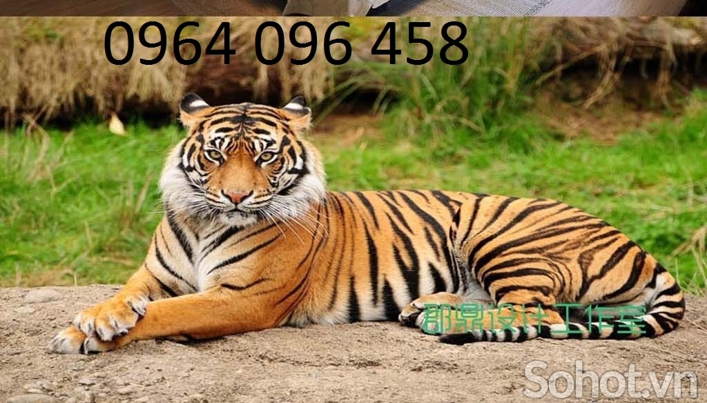 Gạch tranh 3d con hổ phong thủy - SNC43