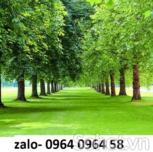 Tranh gạch 3d ốp tường rừng cây - 5VCCX