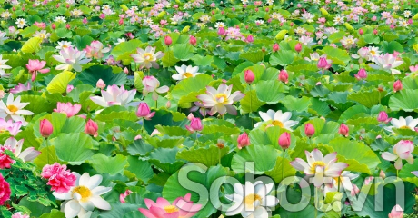 Tranh gạch 3d hoa sen - gạch tranh 3d hoa sen - SKL06