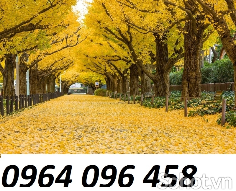 Tranh cây lá vàng - tranh gạch 3d cây lá vàng - VMNN95