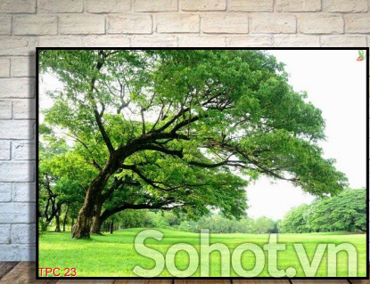 Tranh gạch 3d rừng cây - 653XCV