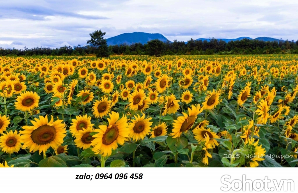 Tranh gạch 3d hoa cỏ đồng quê - SXNBN09