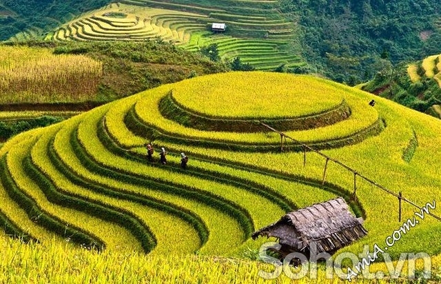 tranh 3d - tranh gạch 3d - gạch tranh 3d - DC88
