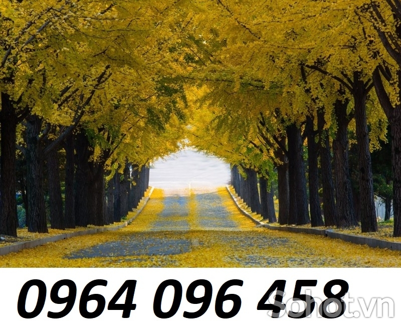 Tranh gạch 3d cây lá vàng - XCV64