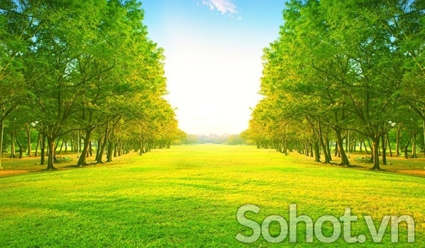 Tranh gạch 3d phông cảnh rừng cây - CV766