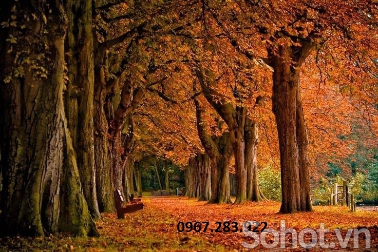 Gạch ốp tường 3D cảnh mùa thu