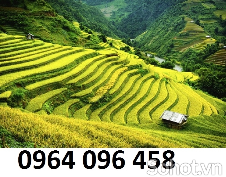 Tranh ruộng bậc thang - CBXZ2