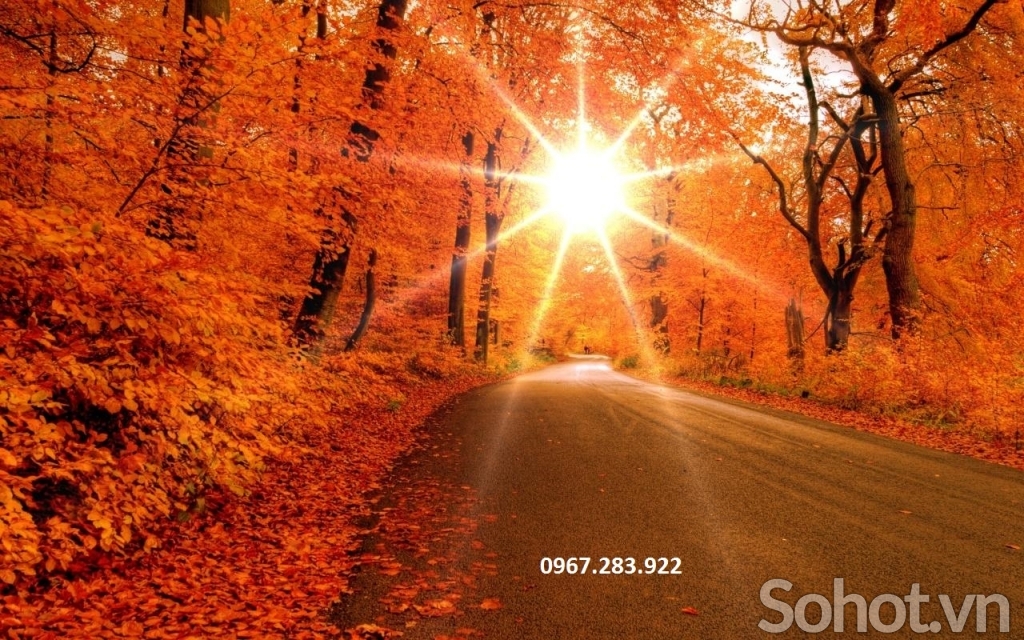 Gạch ốp tường 3D cảnh mùa thu