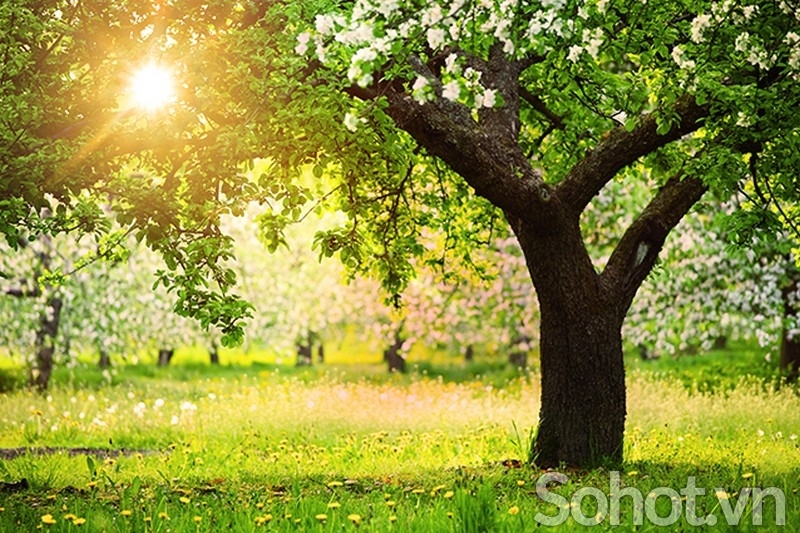 Tranh gạch 3d phong cảnh cây cổ thụ - CXV55