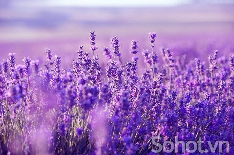 Tranh 3D- Tranh gạch vườn hoa