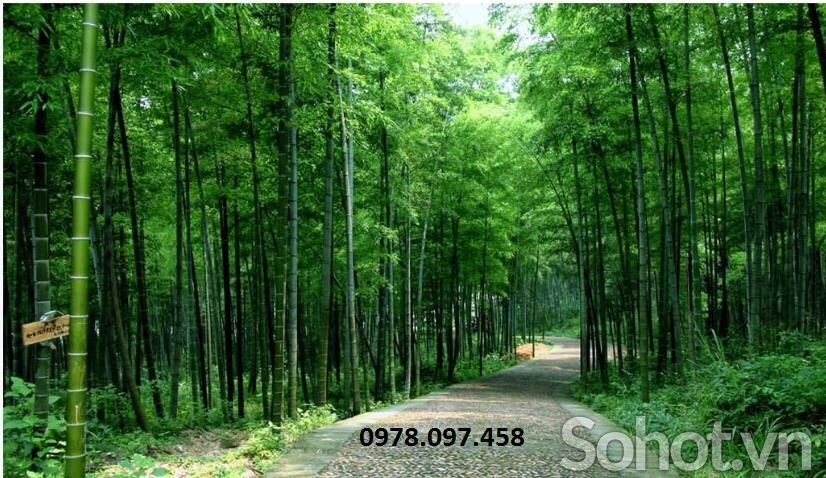 Gạch tranh vườn trúc ốp tường