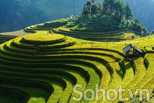 Tranh ruộng bậc thang - CBXZ2