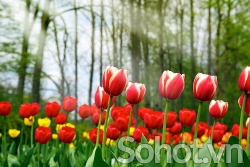 mẫu tranh gạch 3d hoa cỏ