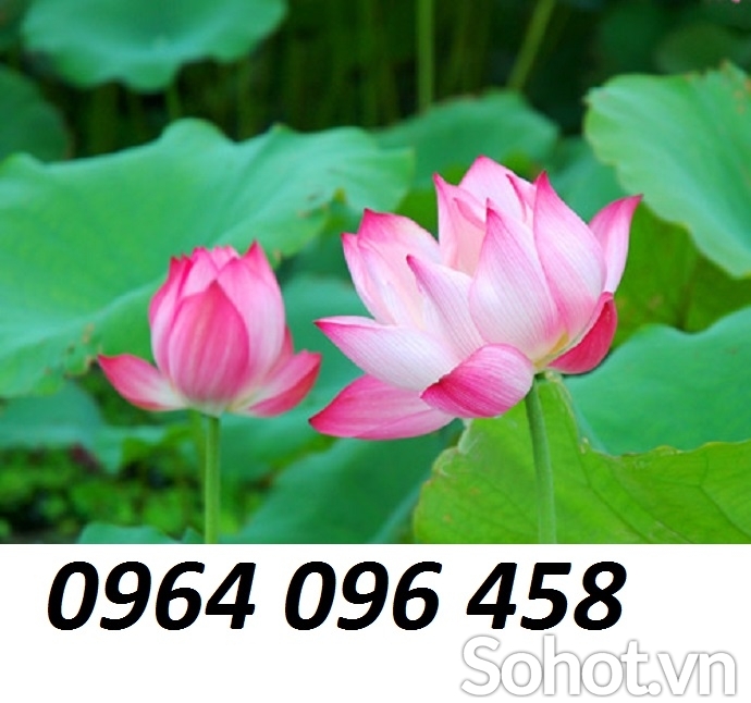 Tranh gạch hoa sen ốp tường phòng thờ - XBV92