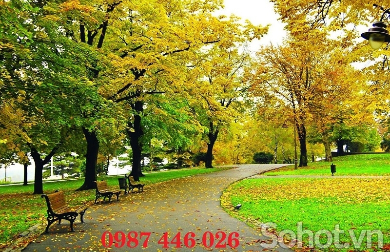 Gạch tranh hàng cây mùa thu lá vàng HP8792