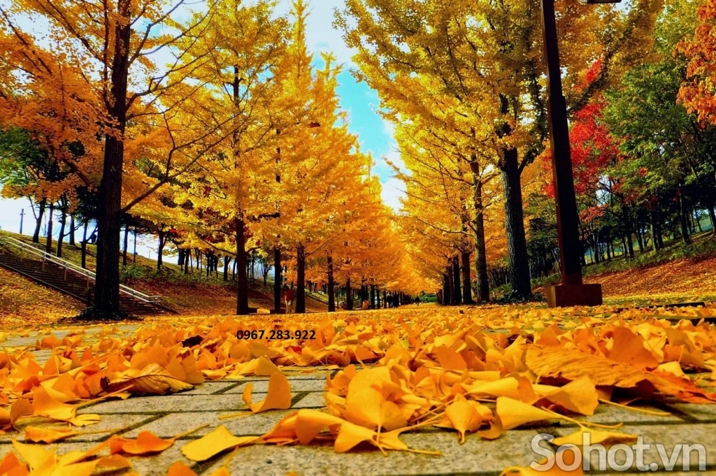 Tranh 3D- Tranh phong cảnh mùa thu