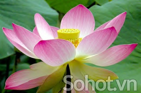 Tranh gạch 3d hoa sen - MCB64