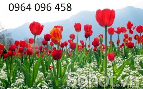 Tranh gạch 3d vườn hoa thiên nhiên - SXNV54