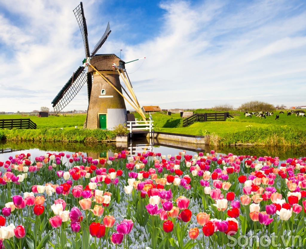 Tranh trang trí phòng khách- gạch tranh vườn hoa