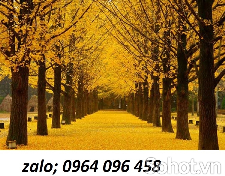 Tranh gạch 3d ốp tường cây mùa thu lá vàng - 7888CB
