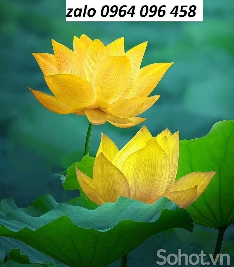 Tranh gạch hoa sen 3d - SXX544