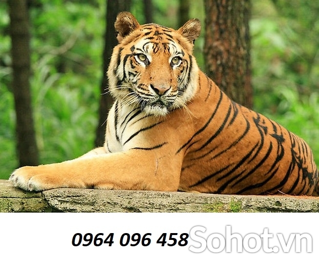 Tranh 3d con hổ - tranh gạch 3d con hổ - NCVB9