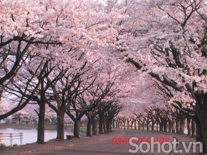 Tranh phong cảnh-Gạch tranh hoa đào