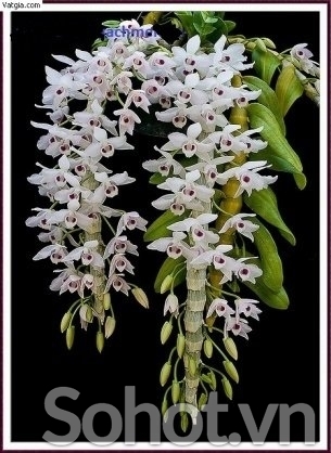 Tranh gạch 3d hoa lan - XDC43