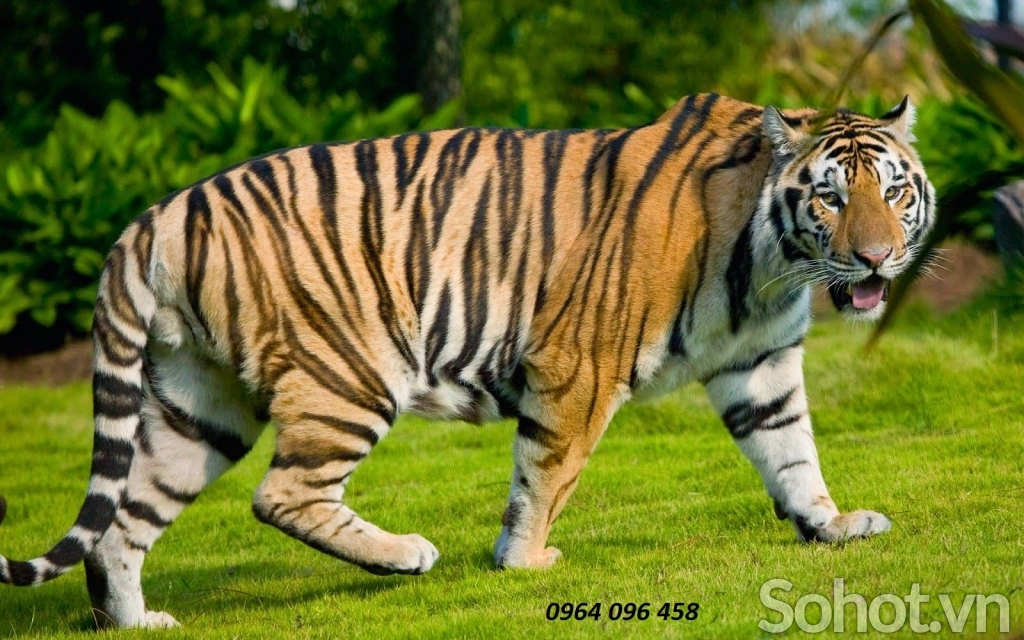 Tranh gạch men 3d phong thủy tuổi dần - BMN43