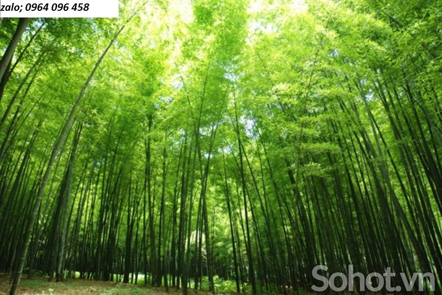 Tranh gạch 3d cây tre trúc - SXNN95